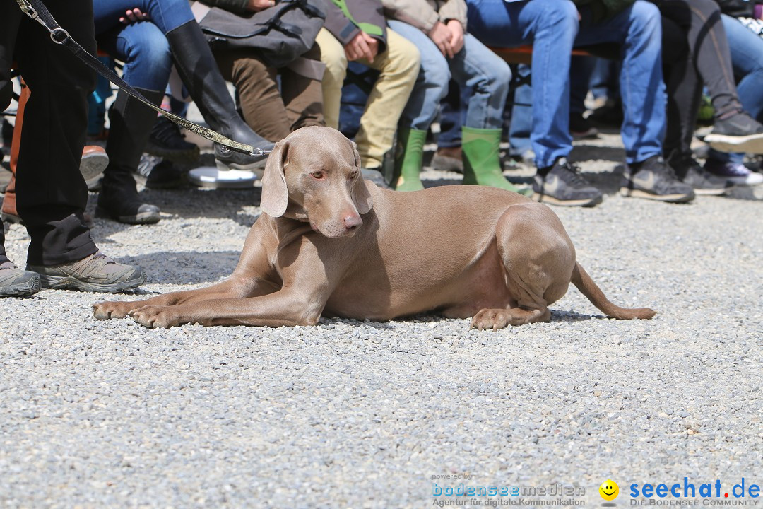 Jagdhundetag Dornsberg der Landesjagdschule: Eigeltingen, 23.04.2017