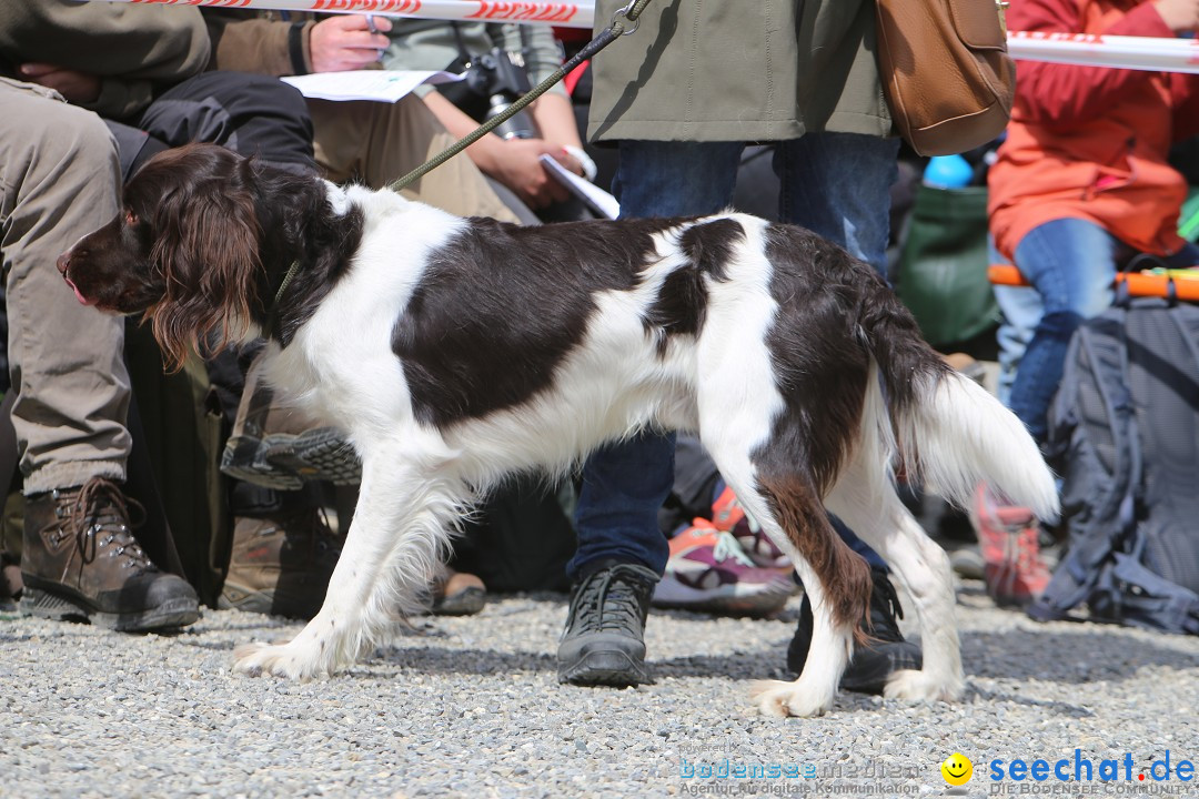 Jagdhundetag Dornsberg der Landesjagdschule: Eigeltingen, 23.04.2017