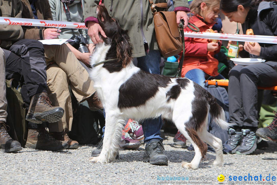 Jagdhundetag Dornsberg der Landesjagdschule: Eigeltingen, 23.04.2017