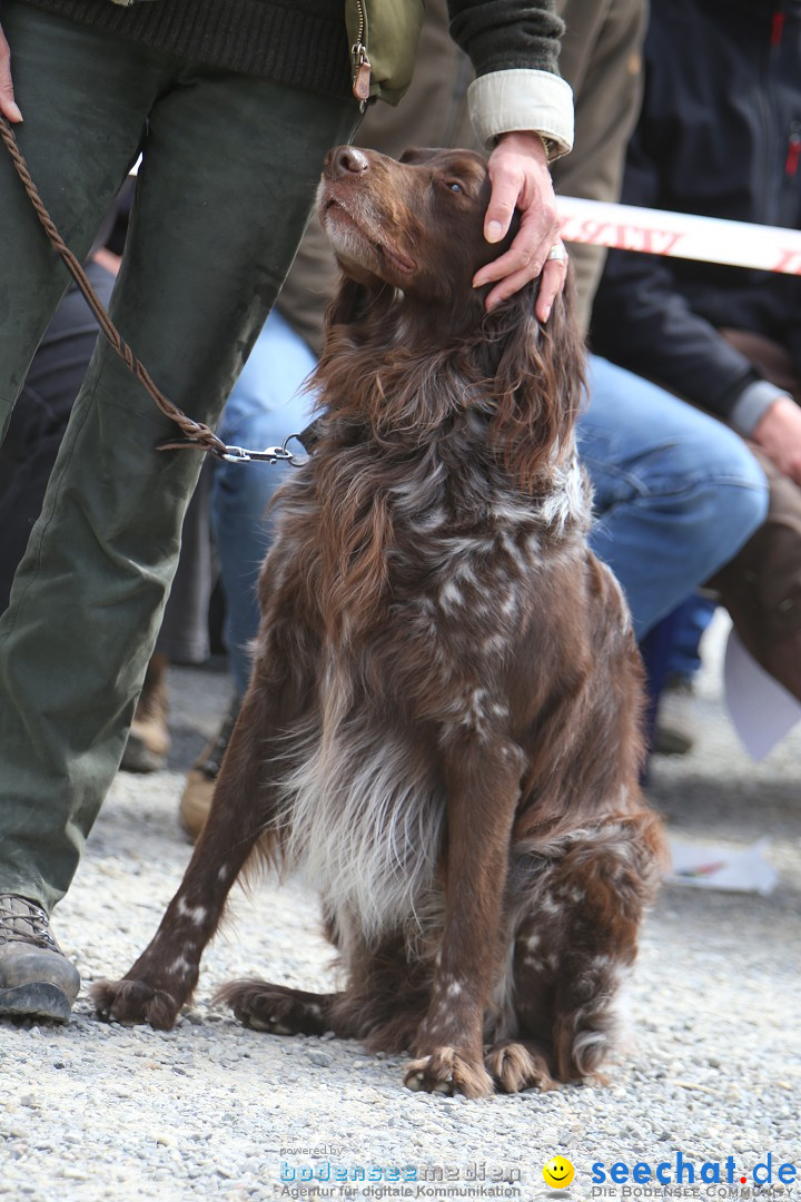 Jagdhundetag Dornsberg der Landesjagdschule: Eigeltingen, 23.04.2017