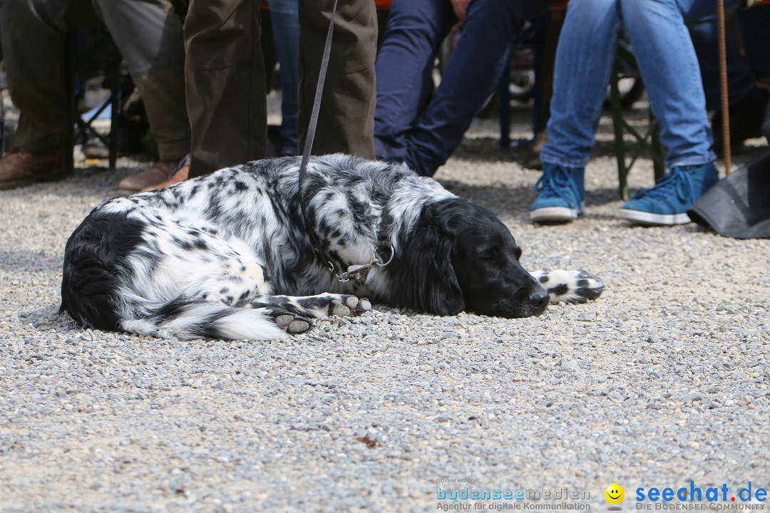 Jagdhundetag Dornsberg der Landesjagdschule: Eigeltingen, 23.04.2017