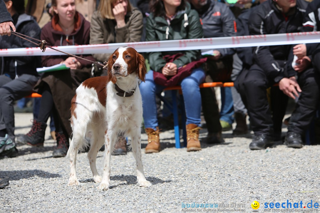 Jagdhundetag Dornsberg der Landesjagdschule: Eigeltingen, 23.04.2017