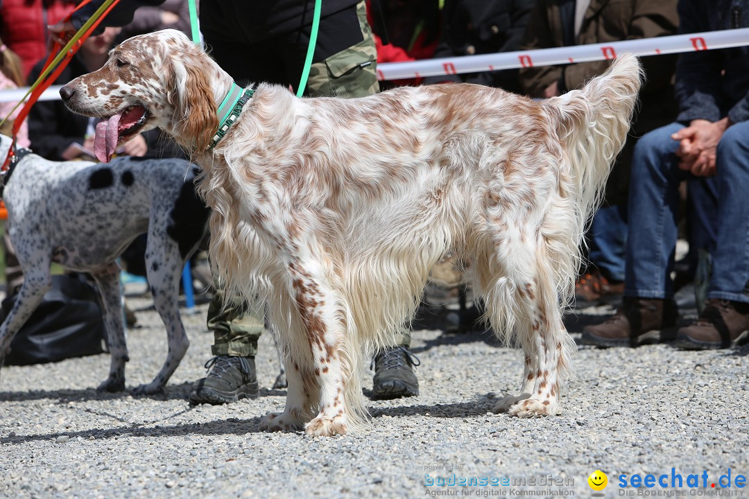 Jagdhundetag Dornsberg der Landesjagdschule: Eigeltingen, 23.04.2017