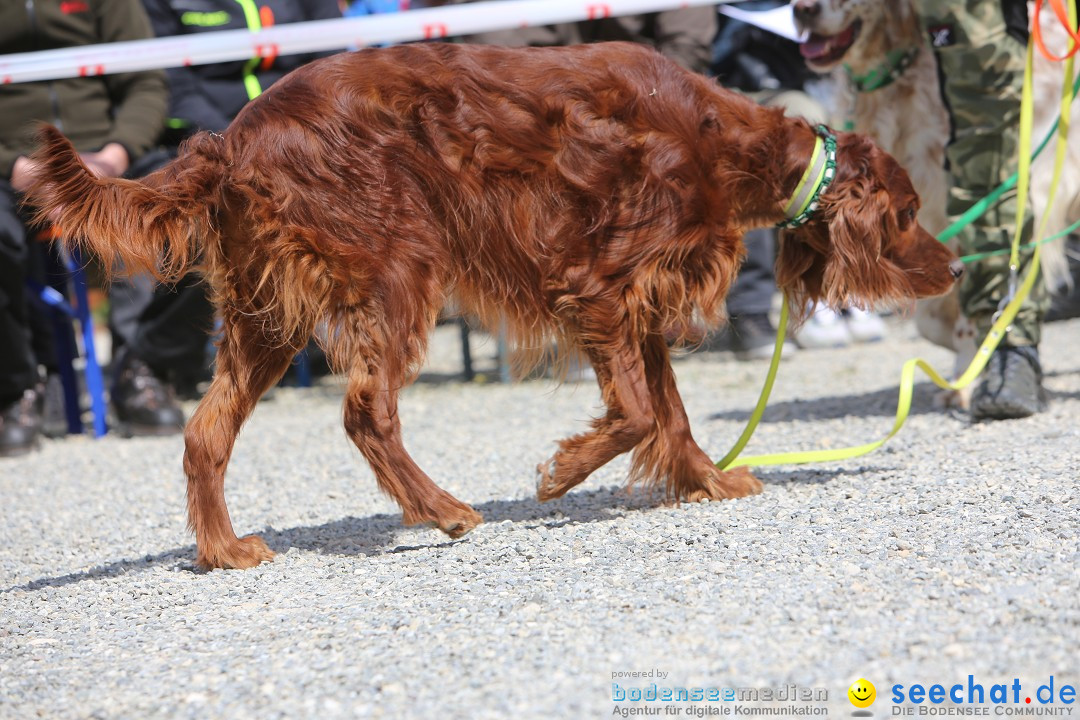 Jagdhundetag Dornsberg der Landesjagdschule: Eigeltingen, 23.04.2017