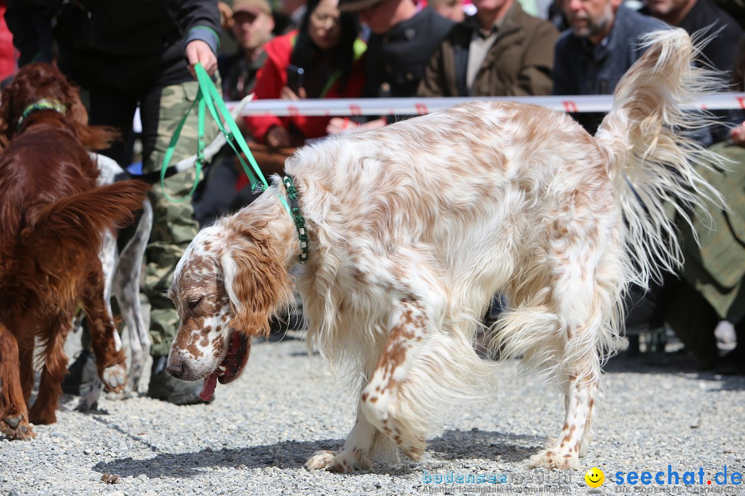 Jagdhundetag Dornsberg der Landesjagdschule: Eigeltingen, 23.04.2017