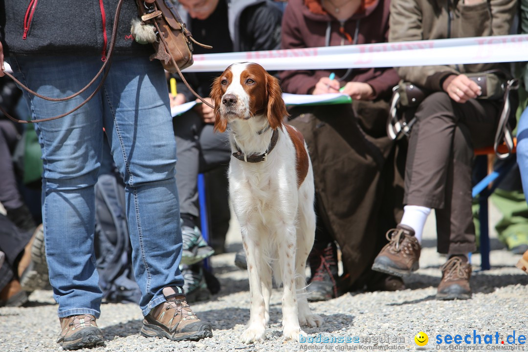 Jagdhundetag Dornsberg der Landesjagdschule: Eigeltingen, 23.04.2017