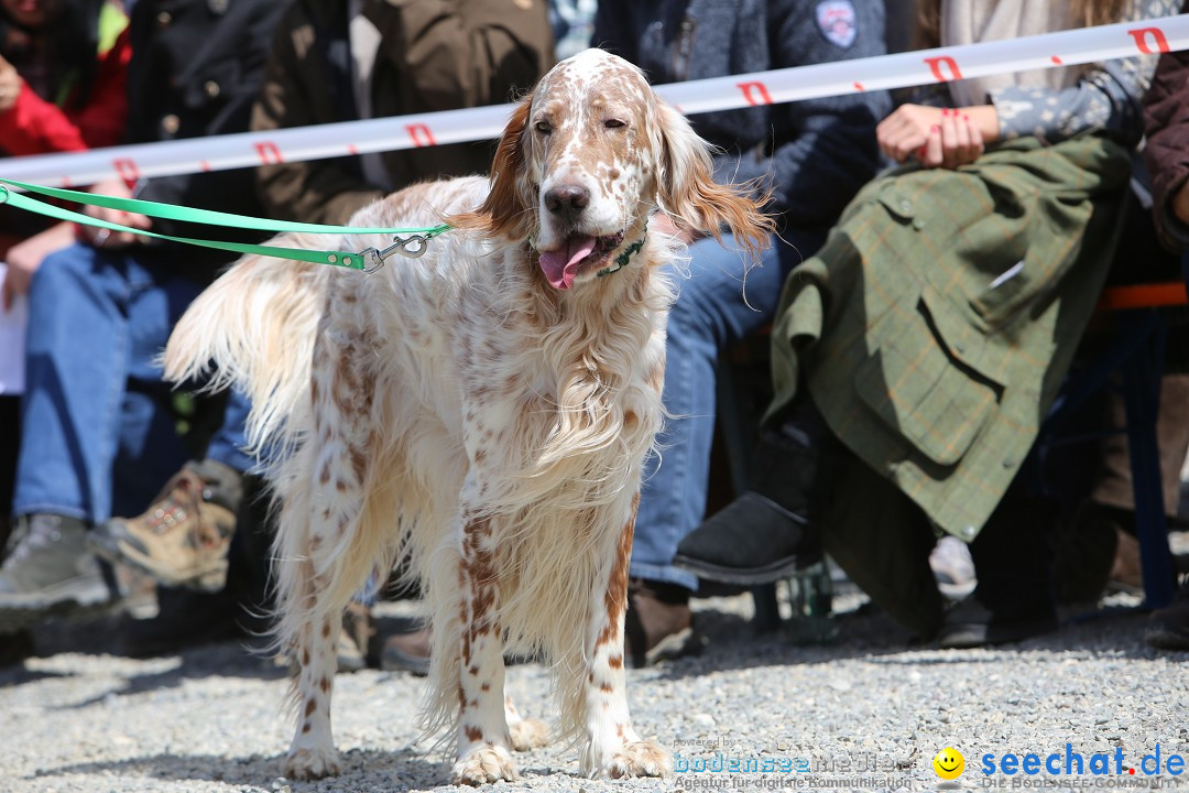 Jagdhundetag Dornsberg der Landesjagdschule: Eigeltingen, 23.04.2017