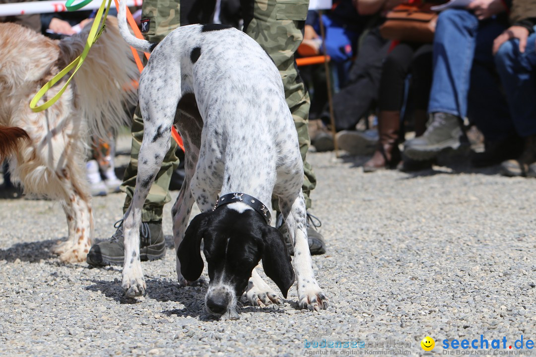 Jagdhundetag Dornsberg der Landesjagdschule: Eigeltingen, 23.04.2017