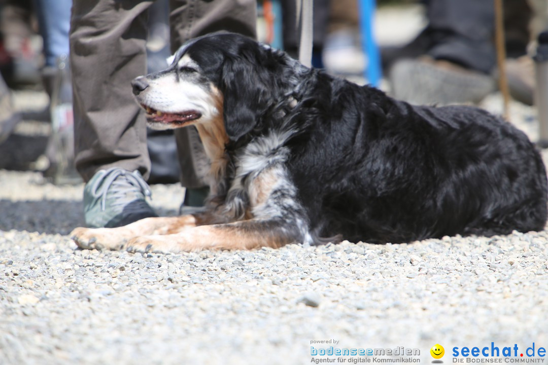 Jagdhundetag Dornsberg der Landesjagdschule: Eigeltingen, 23.04.2017