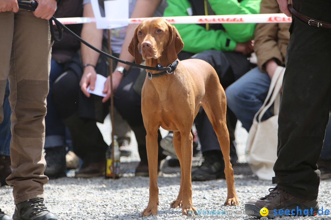 Jagdhundetag Dornsberg der Landesjagdschule: Eigeltingen, 23.04.2017