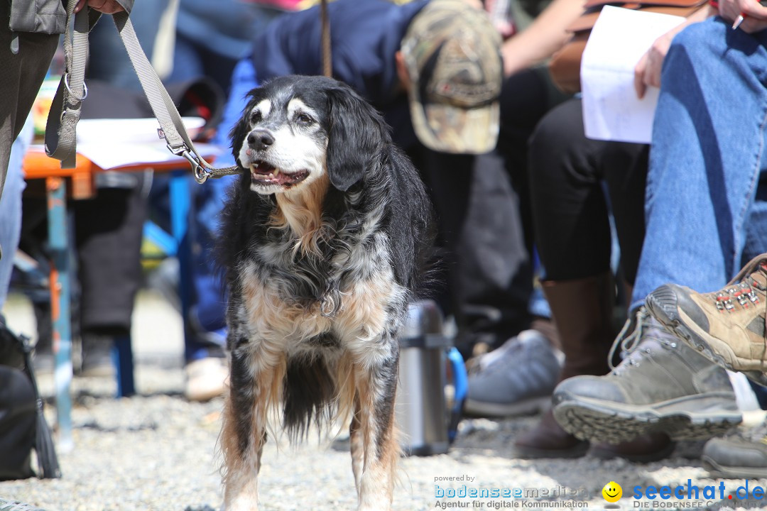 Jagdhundetag Dornsberg der Landesjagdschule: Eigeltingen, 23.04.2017