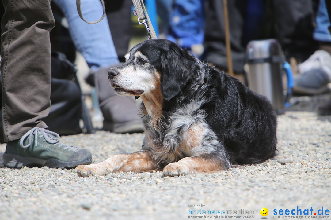 Jagdhundetag Dornsberg der Landesjagdschule: Eigeltingen, 23.04.2017