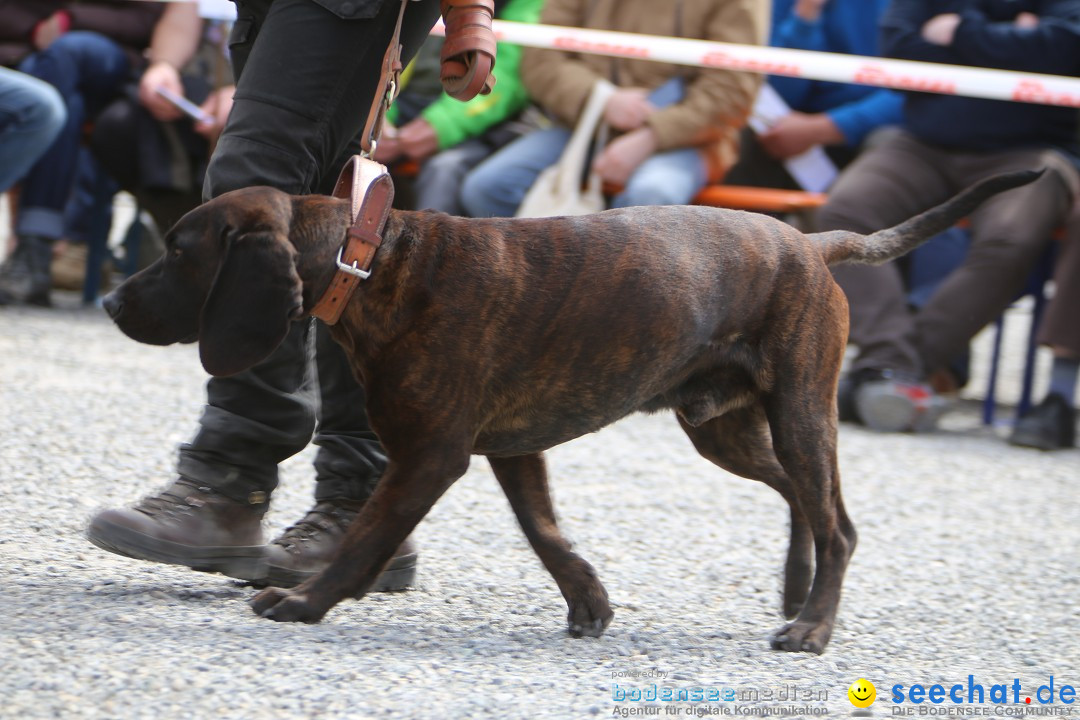 Jagdhundetag Dornsberg der Landesjagdschule: Eigeltingen, 23.04.2017