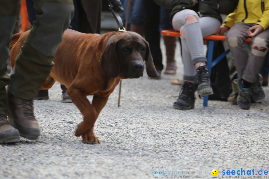 Jagdhundetag Dornsberg der Landesjagdschule: Eigeltingen, 23.04.2017