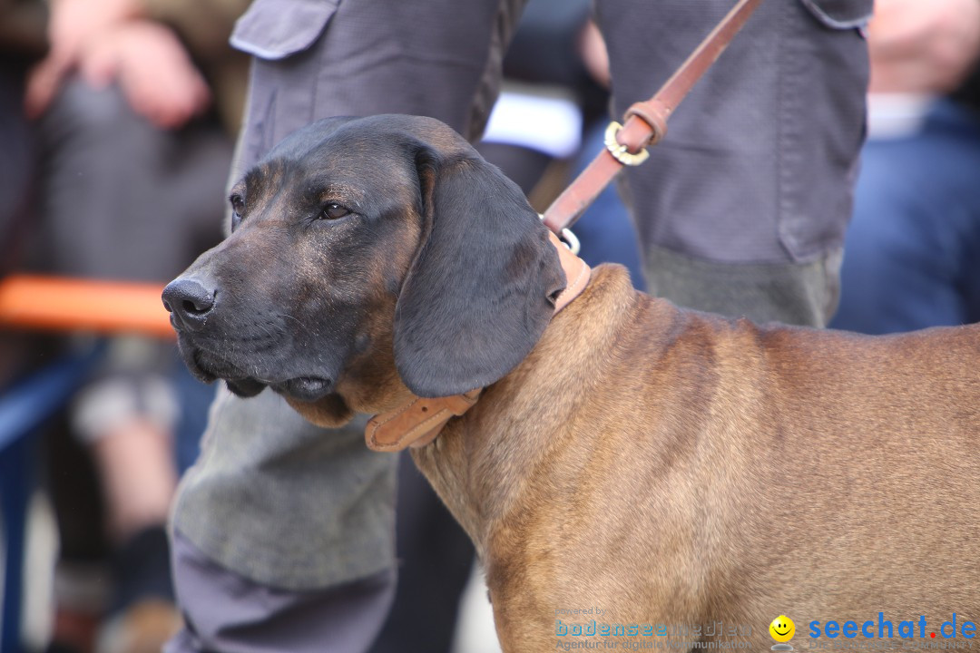 Jagdhundetag Dornsberg der Landesjagdschule: Eigeltingen, 23.04.2017