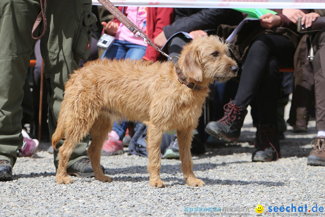 Jagdhundetag Dornsberg der Landesjagdschule: Eigeltingen, 23.04.2017