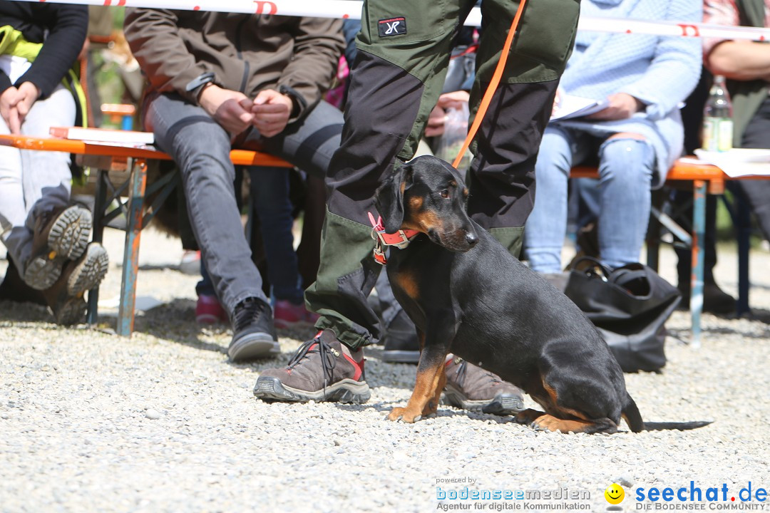 Jagdhundetag Dornsberg der Landesjagdschule: Eigeltingen, 23.04.2017