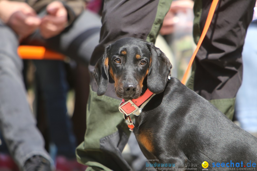 Jagdhundetag Dornsberg der Landesjagdschule: Eigeltingen, 23.04.2017