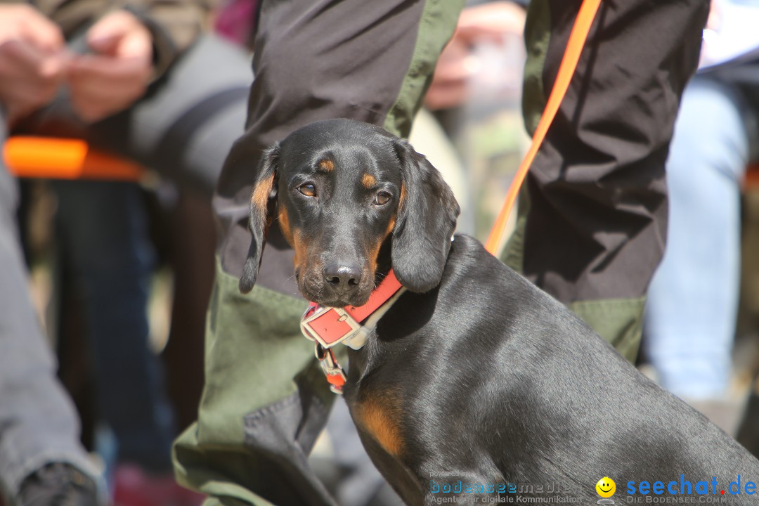 Jagdhundetag Dornsberg der Landesjagdschule: Eigeltingen, 23.04.2017