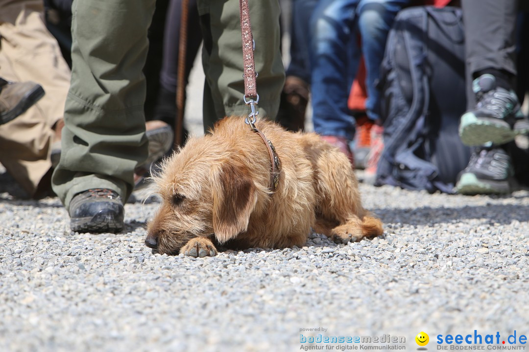 Jagdhundetag Dornsberg der Landesjagdschule: Eigeltingen, 23.04.2017