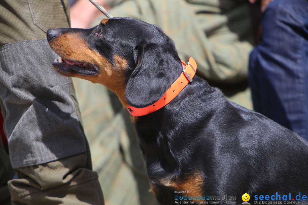 Jagdhundetag Dornsberg der Landesjagdschule: Eigeltingen, 23.04.2017