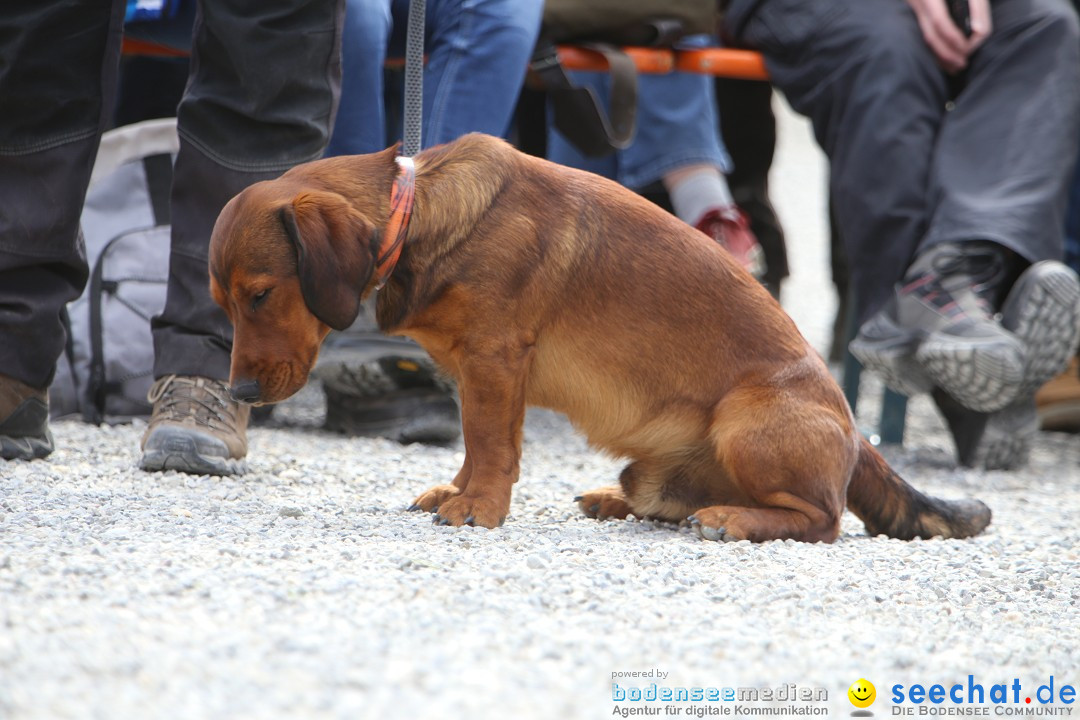 Jagdhundetag Dornsberg der Landesjagdschule: Eigeltingen, 23.04.2017