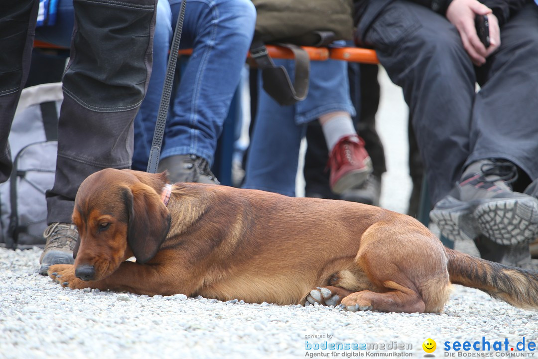 Jagdhundetag Dornsberg der Landesjagdschule: Eigeltingen, 23.04.2017