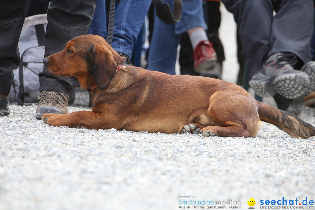 Jagdhundetag Dornsberg der Landesjagdschule: Eigeltingen, 23.04.2017