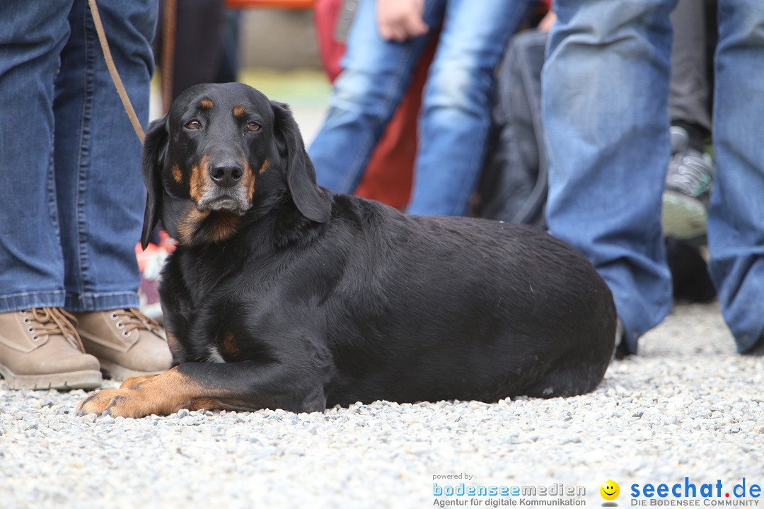 Jagdhundetag Dornsberg der Landesjagdschule: Eigeltingen, 23.04.2017