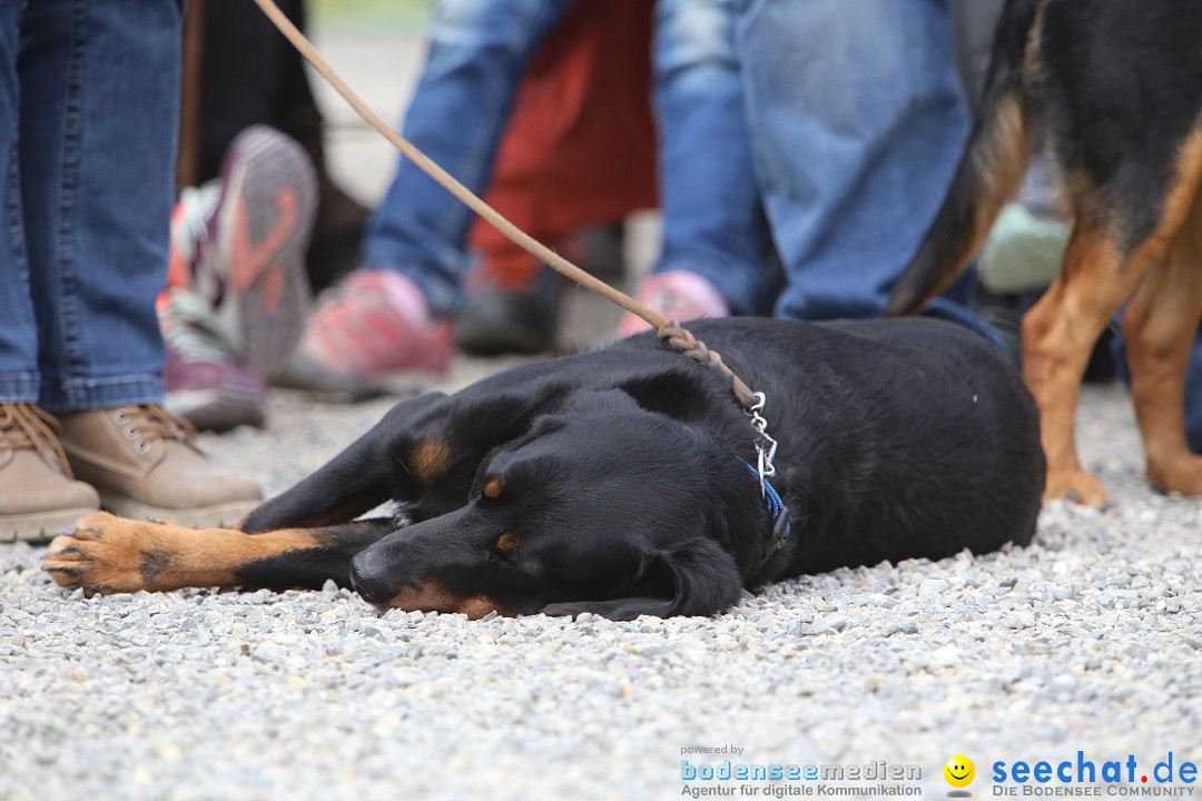 Jagdhundetag Dornsberg der Landesjagdschule: Eigeltingen, 23.04.2017