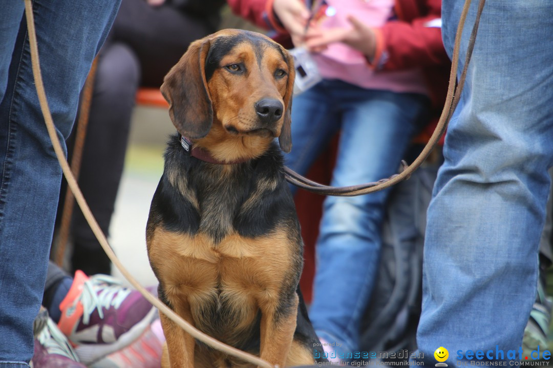 Jagdhundetag Dornsberg der Landesjagdschule: Eigeltingen, 23.04.2017