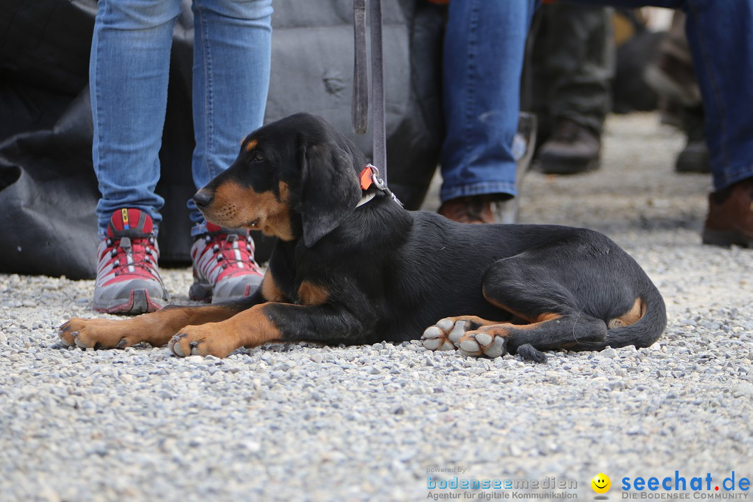 Jagdhundetag Dornsberg der Landesjagdschule: Eigeltingen, 23.04.2017