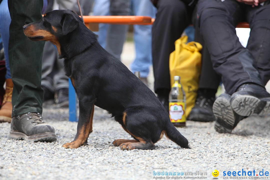 Jagdhundetag Dornsberg der Landesjagdschule: Eigeltingen, 23.04.2017