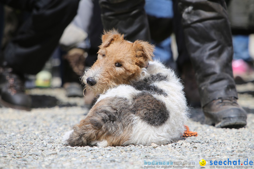 Jagdhundetag Dornsberg der Landesjagdschule: Eigeltingen, 23.04.2017