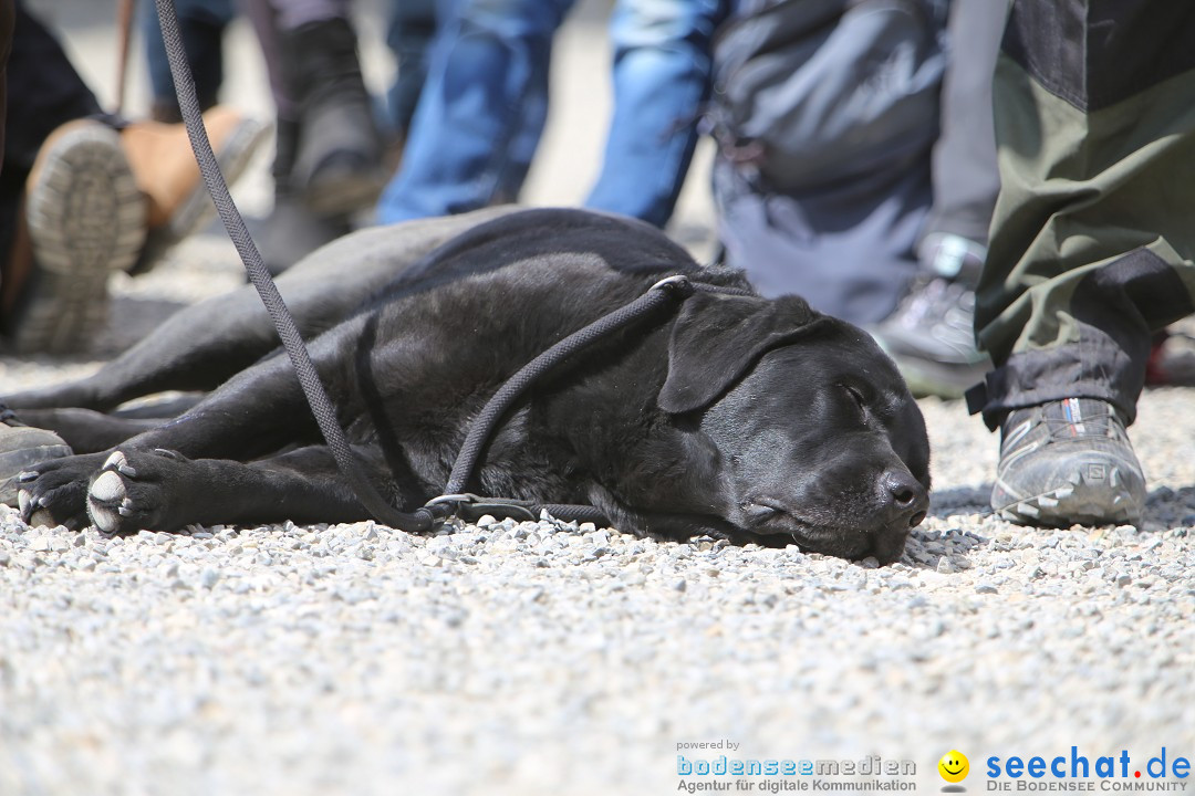 Jagdhundetag Dornsberg der Landesjagdschule: Eigeltingen, 23.04.2017