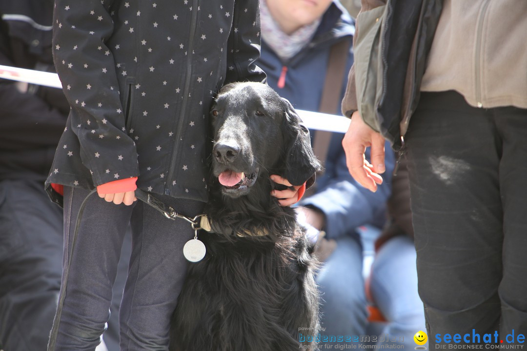 Jagdhundetag Dornsberg der Landesjagdschule: Eigeltingen, 23.04.2017