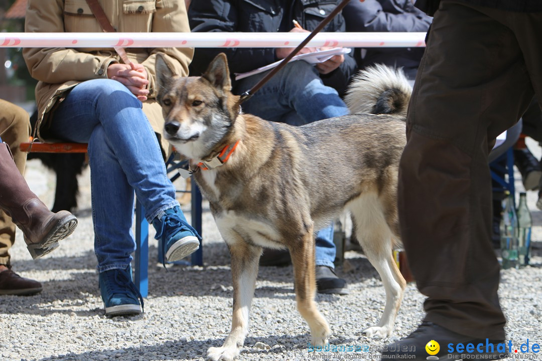 Jagdhundetag Dornsberg der Landesjagdschule: Eigeltingen, 23.04.2017