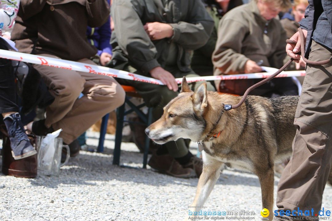 Jagdhundetag Dornsberg der Landesjagdschule: Eigeltingen, 23.04.2017