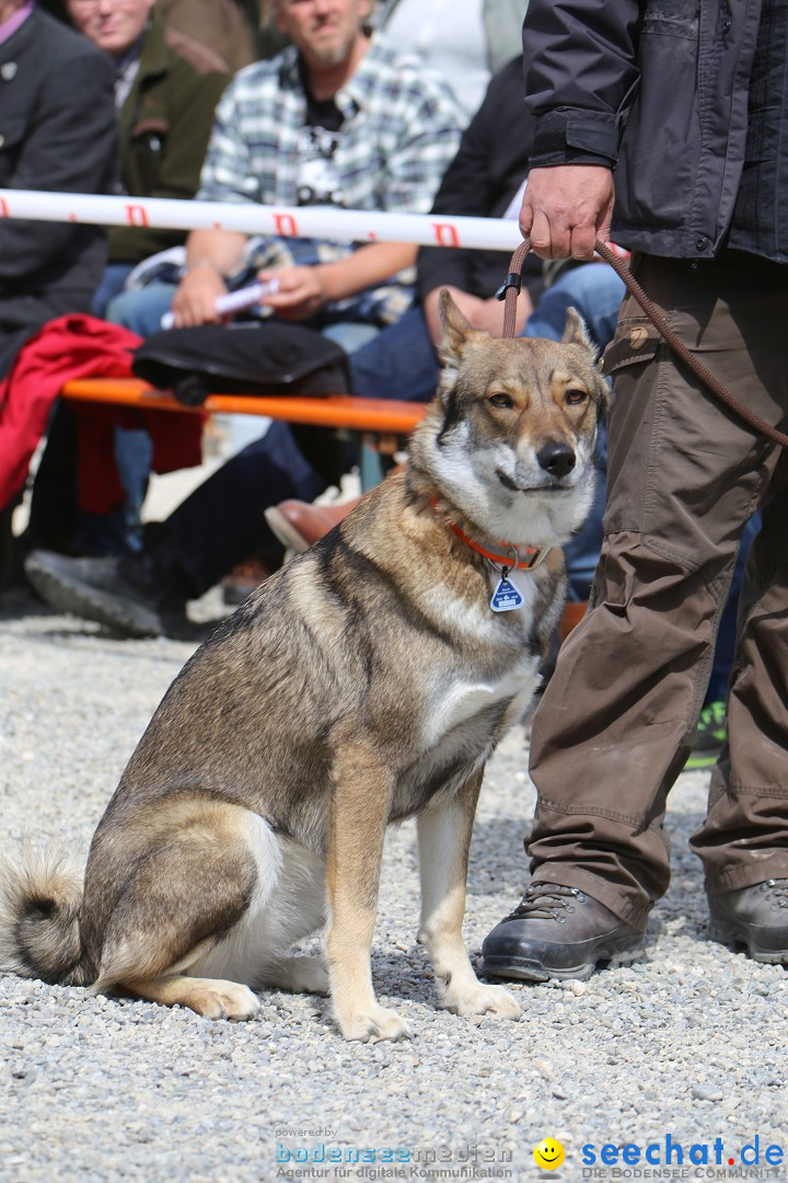 Jagdhundetag Dornsberg der Landesjagdschule: Eigeltingen, 23.04.2017