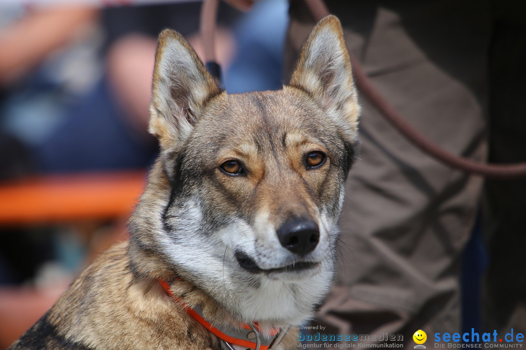 Jagdhundetag Dornsberg der Landesjagdschule: Eigeltingen, 23.04.2017