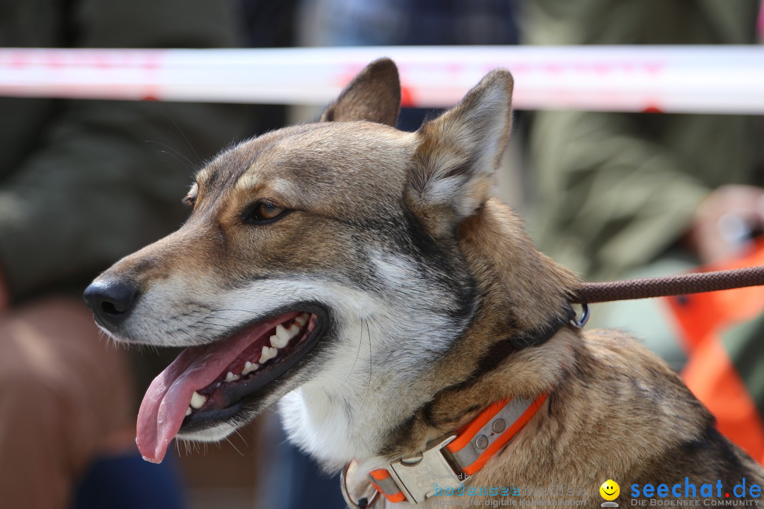 Jagdhundetag Dornsberg der Landesjagdschule: Eigeltingen, 23.04.2017