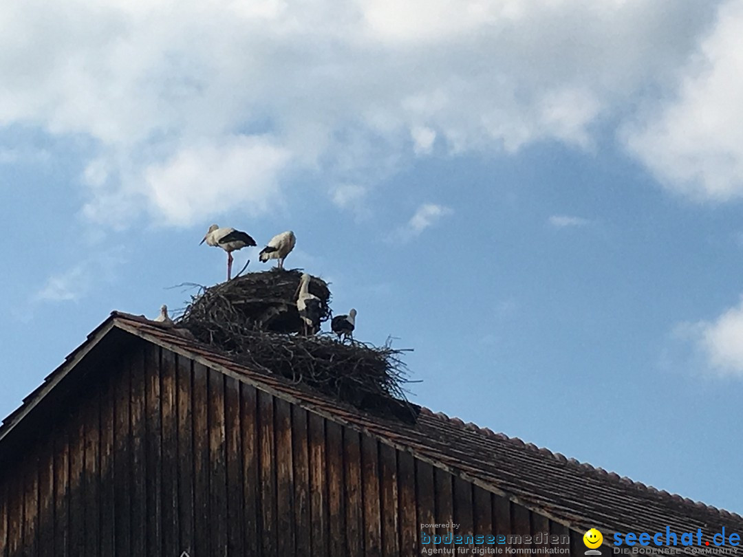 Mittelaltermarkt: Uhldingen am Bodensee, 25.05.2017