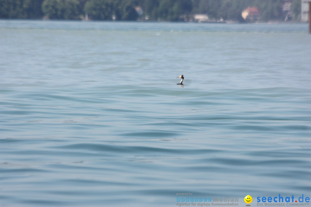 Dreilaender-Bodensee-Querung-BODENSEEBOOT-Alard-Schroeder-2017-SEECHAT_DE-I