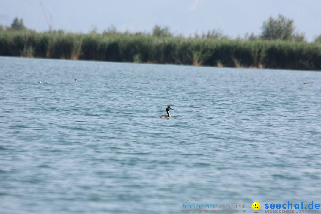 Dreilaender-Bodensee-Querung-BODENSEEBOOT-Alard-Schroeder-2017-SEECHAT_DE-I