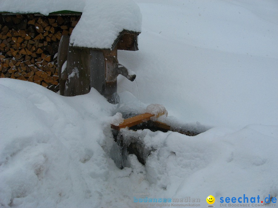 Internationales Schlittenhunderennen: Todtmoos im Schwarzwald, 31.01.2010