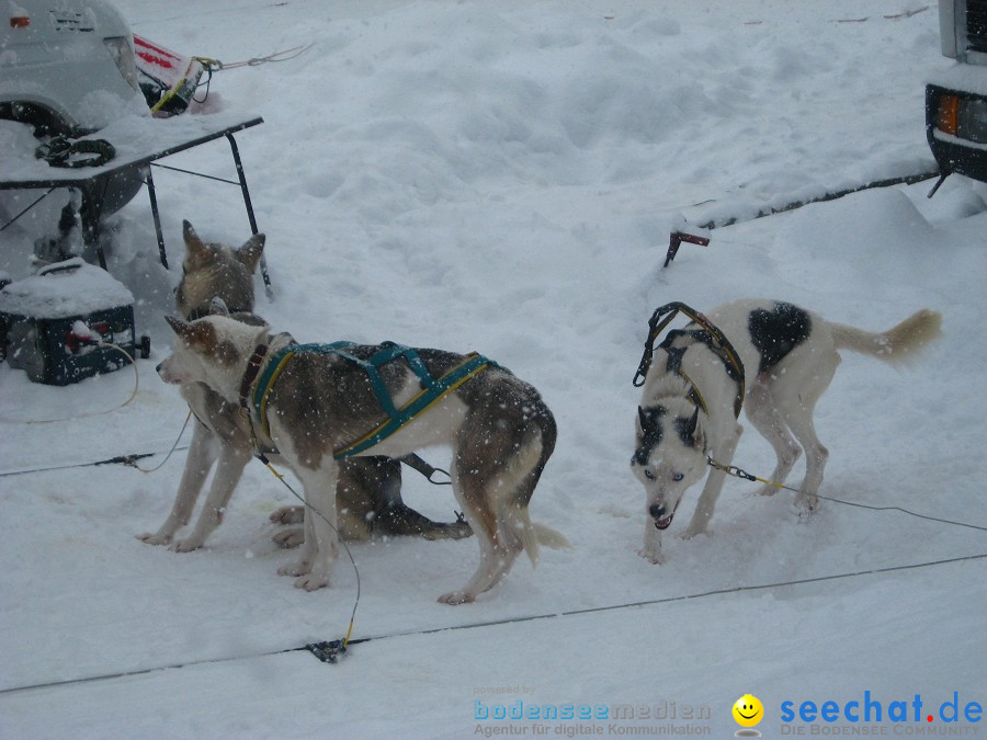 Internationales Schlittenhunderennen: Todtmoos im Schwarzwald, 31.01.2010