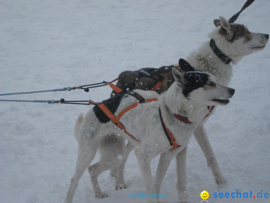 Internationales Schlittenhunderennen: Todtmoos im Schwarzwald, 31.01.2010