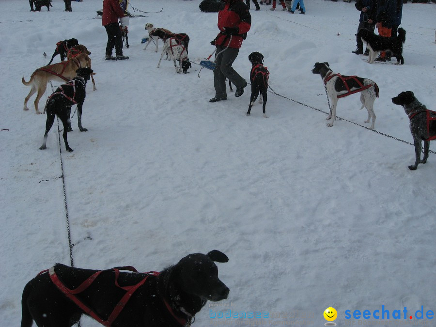 Internationales Schlittenhunderennen: Todtmoos im Schwarzwald, 31.01.2010