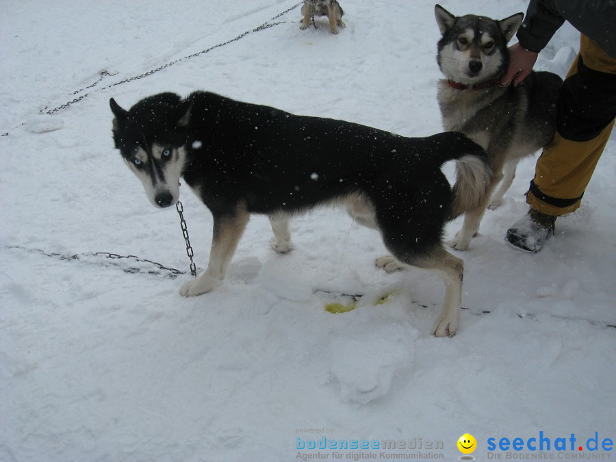 Internationales Schlittenhunderennen: Todtmoos im Schwarzwald, 31.01.2010