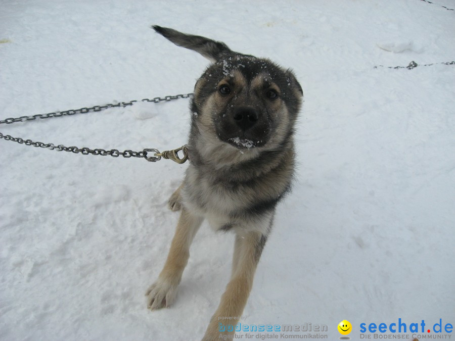 Internationales Schlittenhunderennen: Todtmoos im Schwarzwald, 31.01.2010